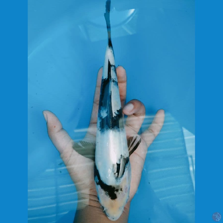 shiro 25 cm