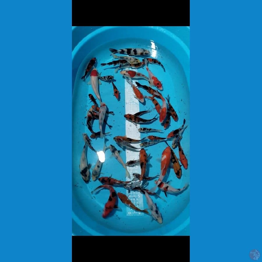 Doit Mix Sisik Showa 10-20cm 40 ekor
