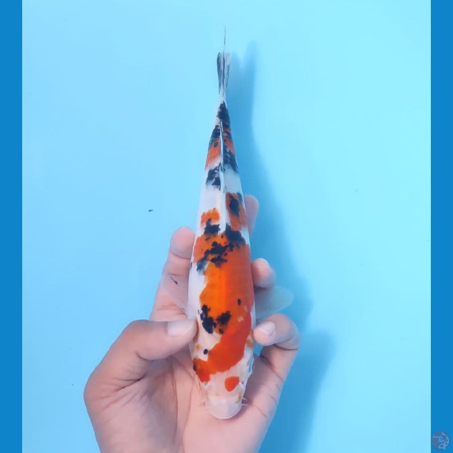 SANKE 21 CM - FEEMALE