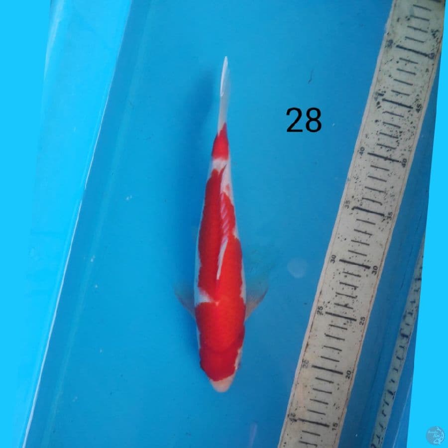 kahaku 28cm