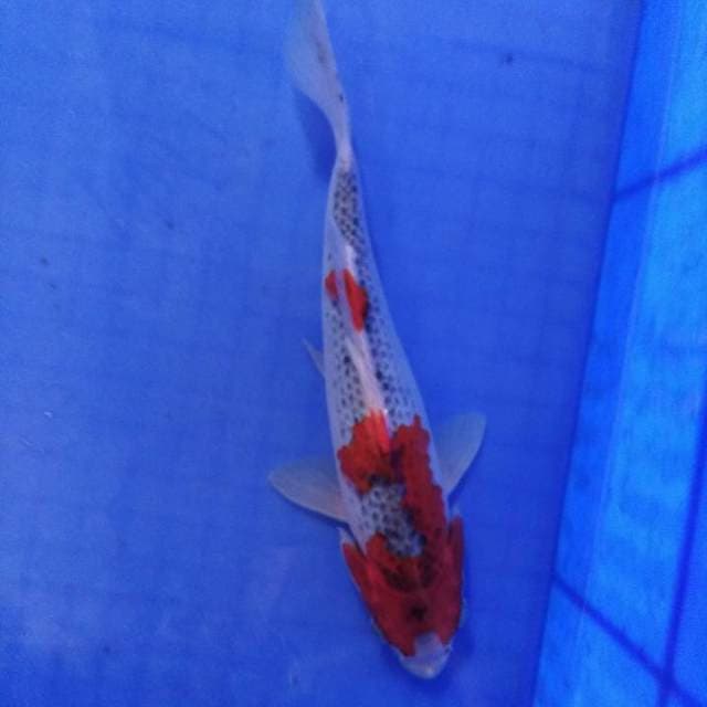 Super red goshiki
