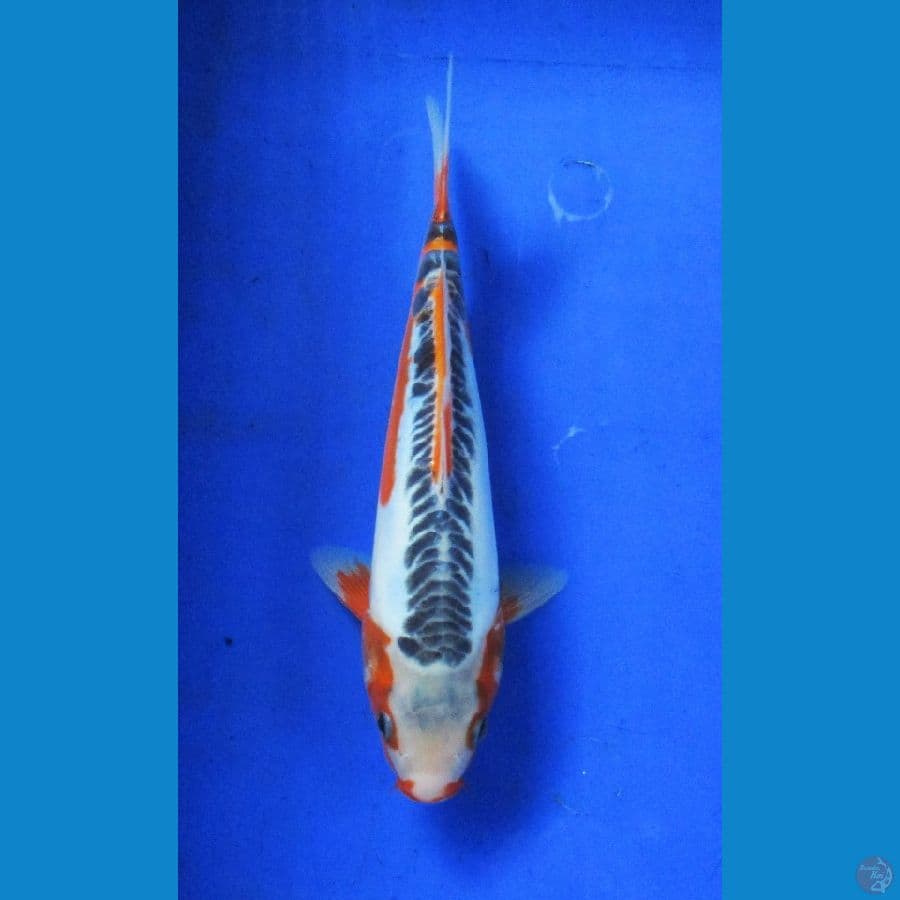 shusui ±27cm