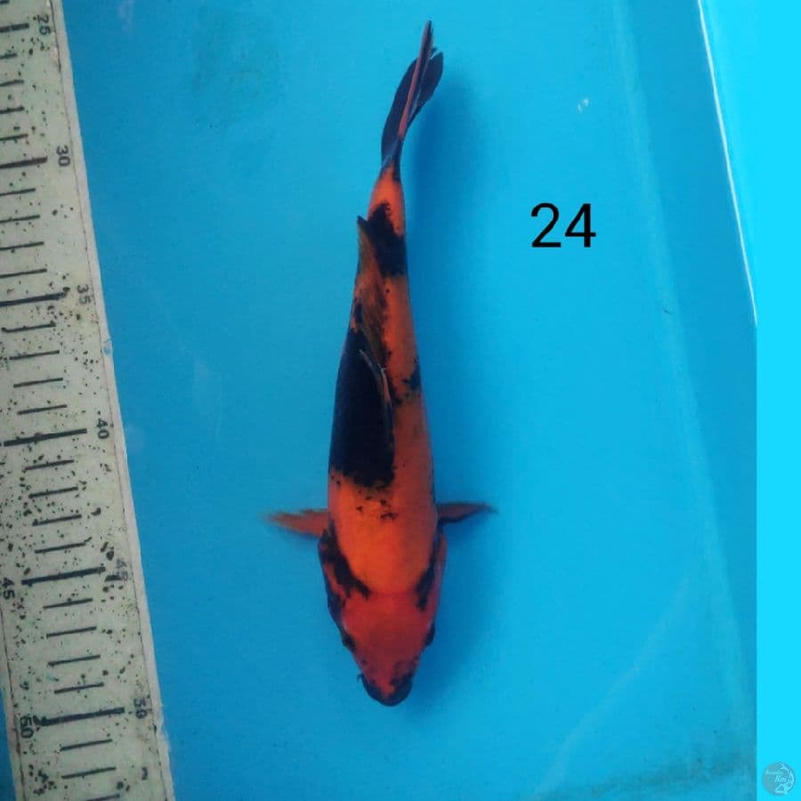 hi showa 24cm