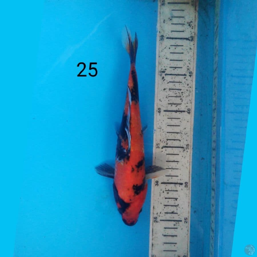 hi showa 25cm