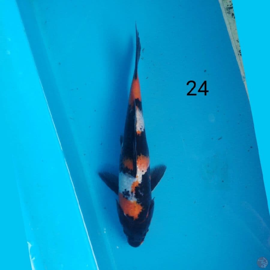 showa 24cm