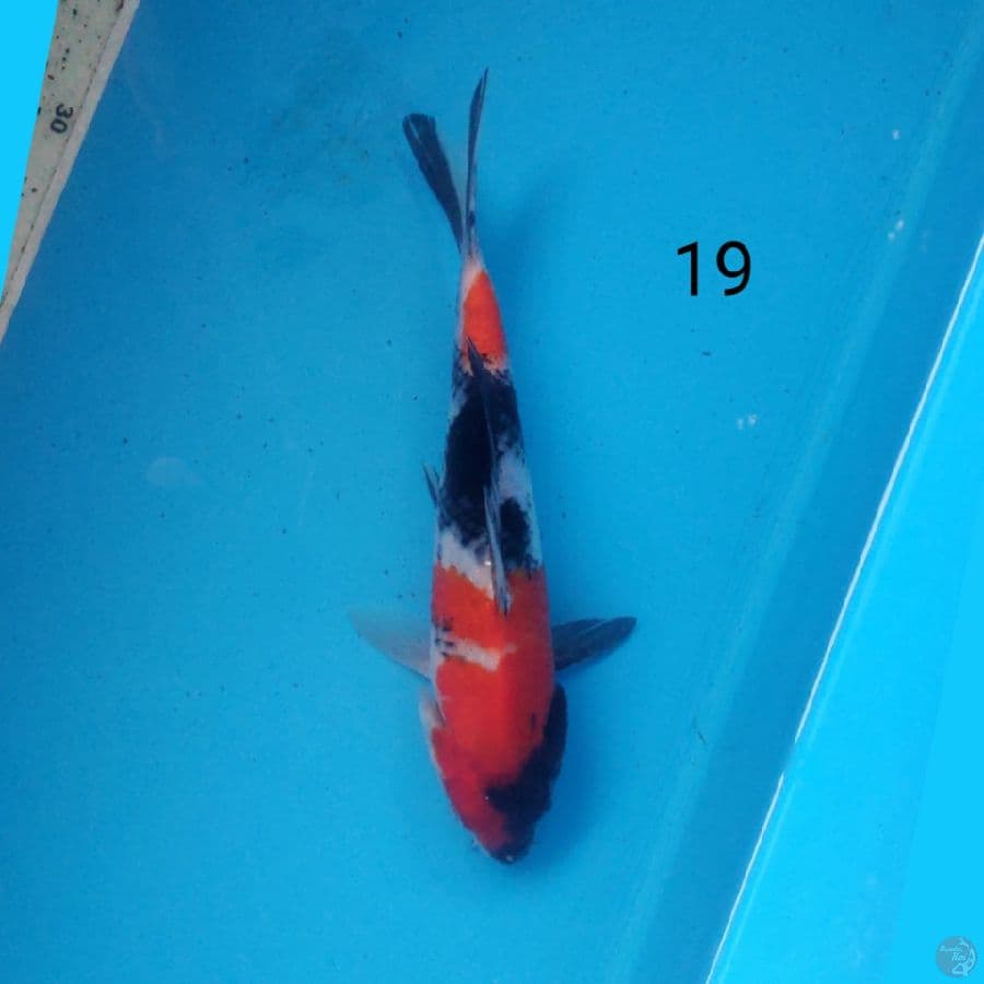 showa 15cm