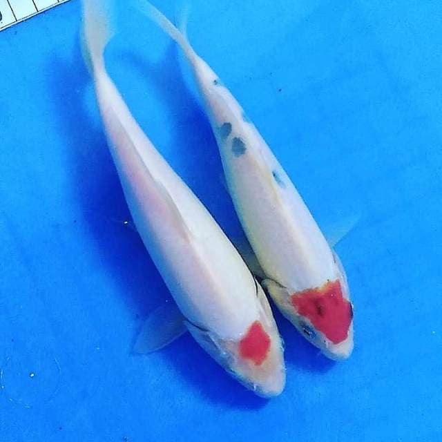 Tc sanke 17cm & tc kohaku 19cm