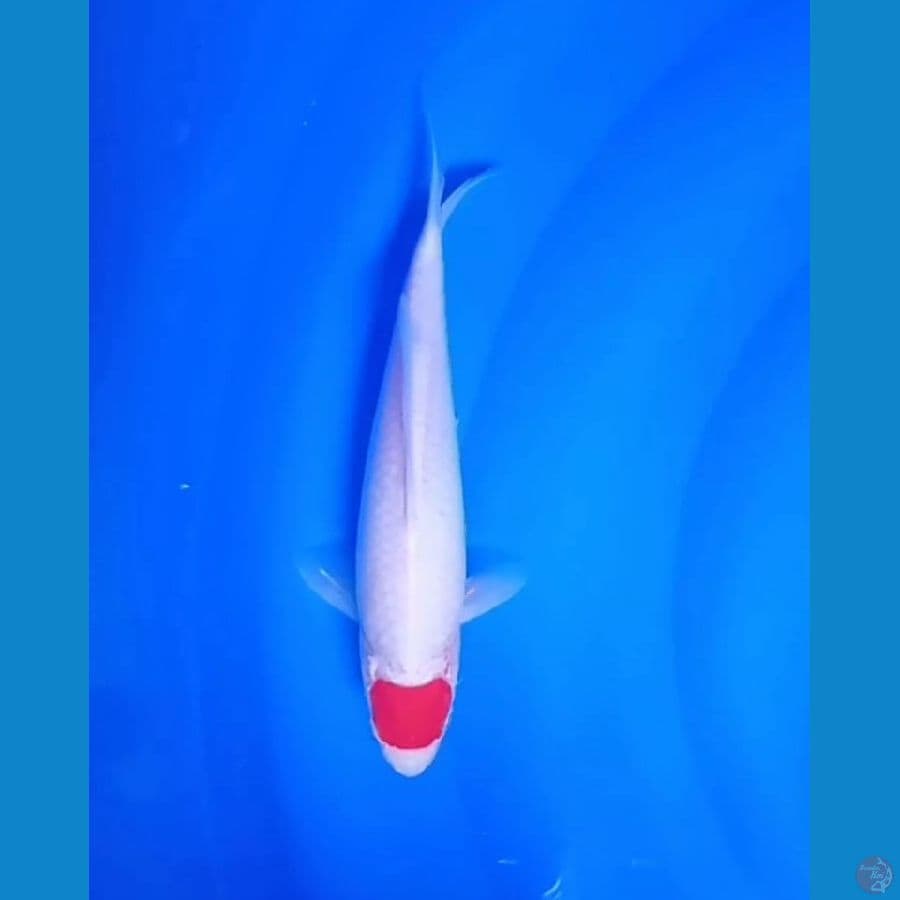 Tanco KOHAKU 23.Cm