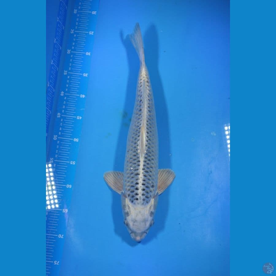 jumbo Gin Matsuba 46cm Female