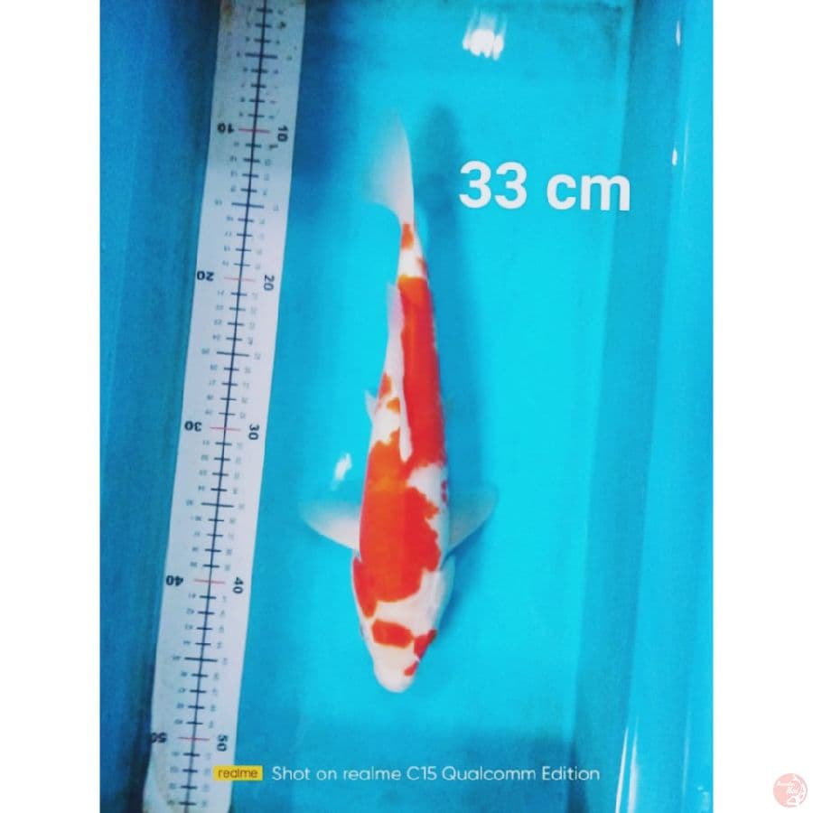 kohaku size 33cm