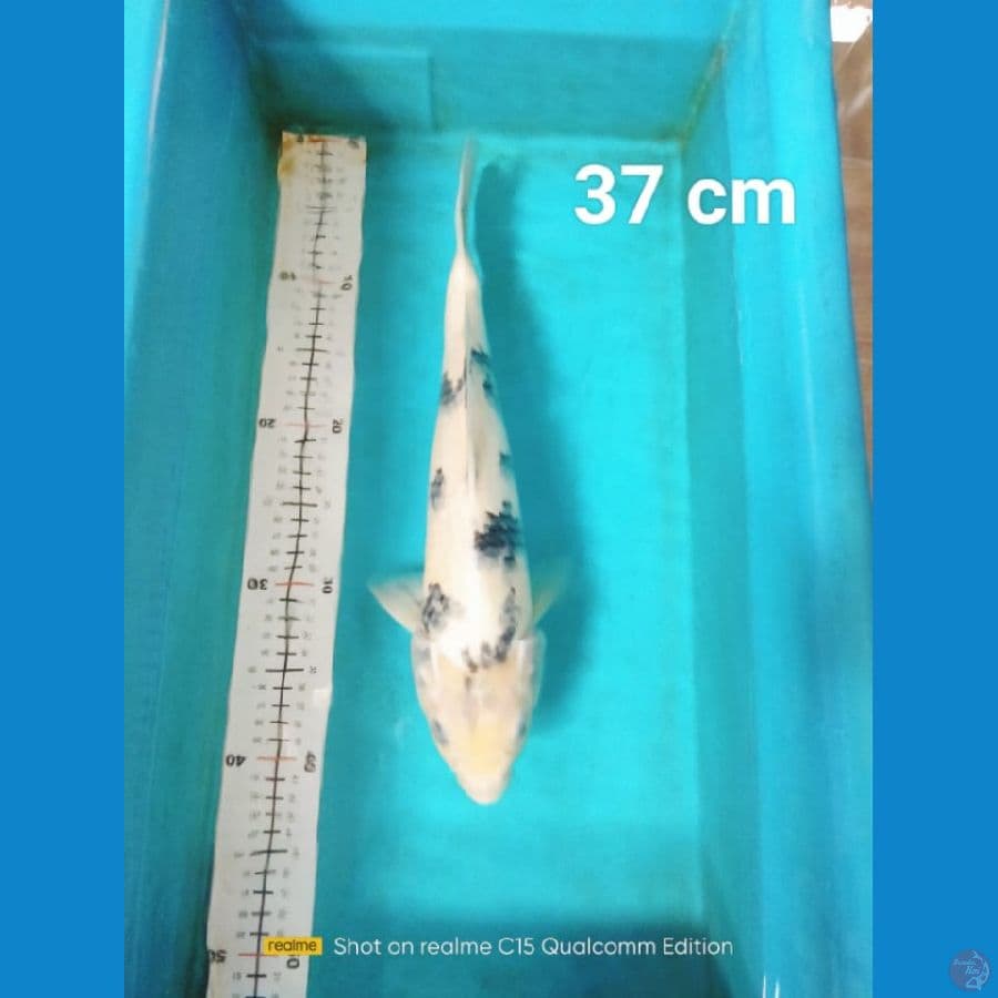shiro tategoi 37cm