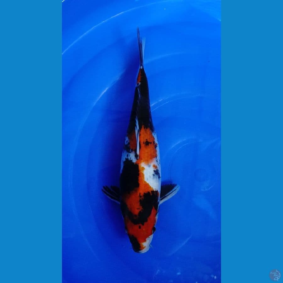 showa 34cm