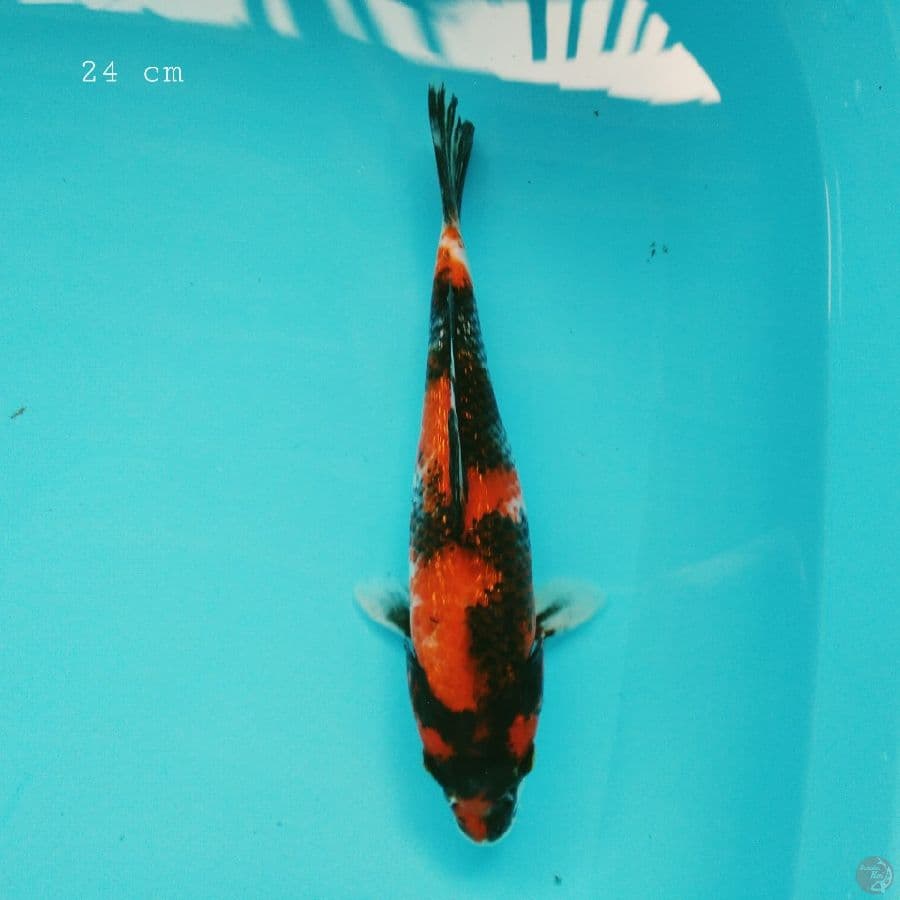 showa 24 cm