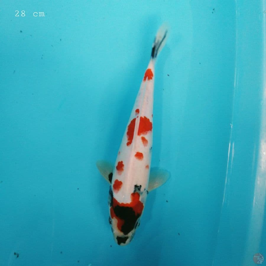 kinday showa 28 cm