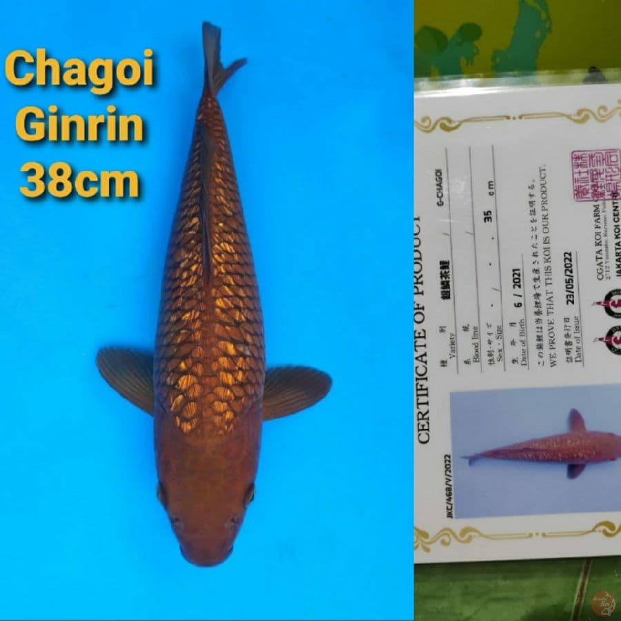 OGATA CHAGII GINRIN 38CM