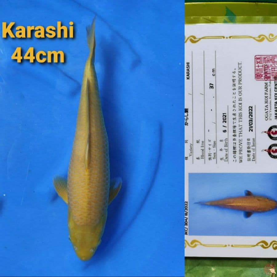 OGATA KARASHI 44CM