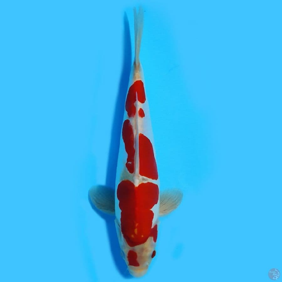 kohaku doitsu 26cm HQ strong