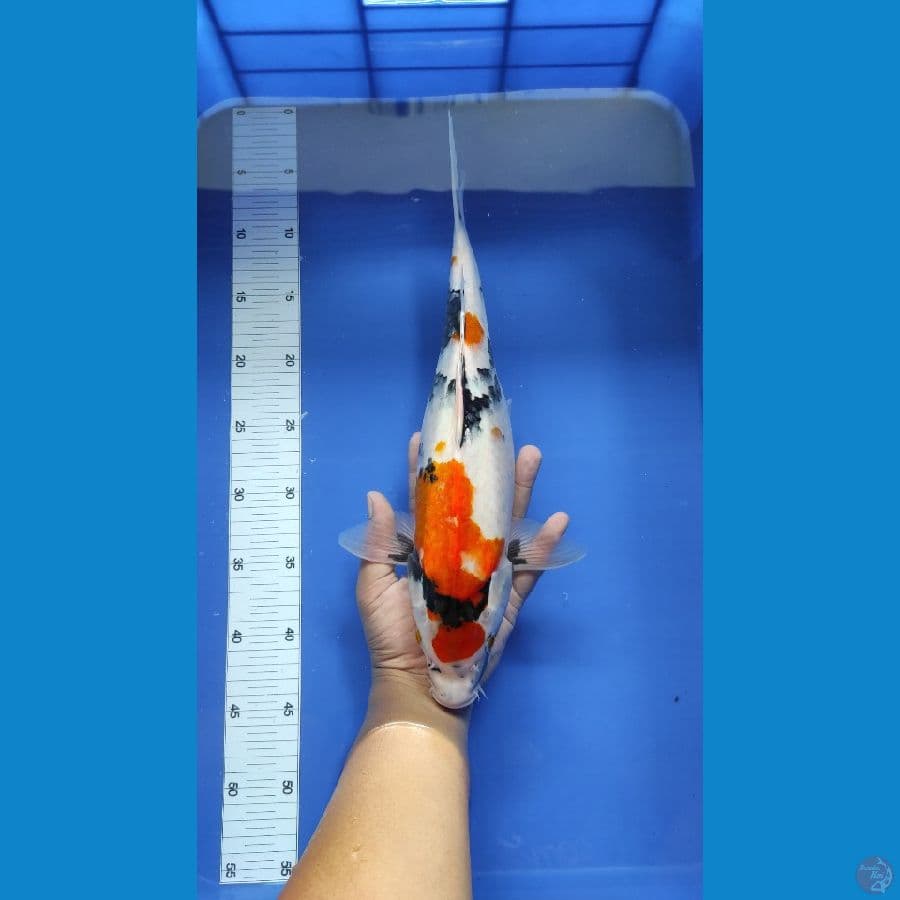#SHOWA MOTOGRO IMBANG #SIZE 36 CM