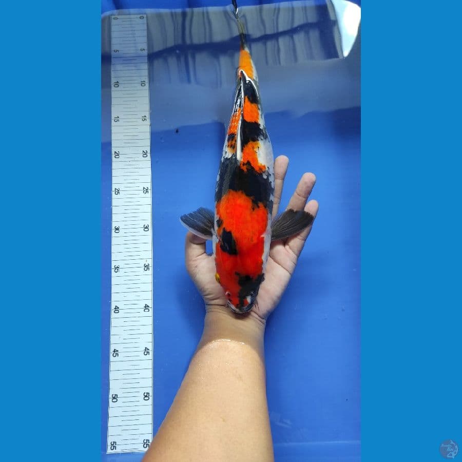#SHOWA SANSOKU #SIZE =37 CM PEJANTAN