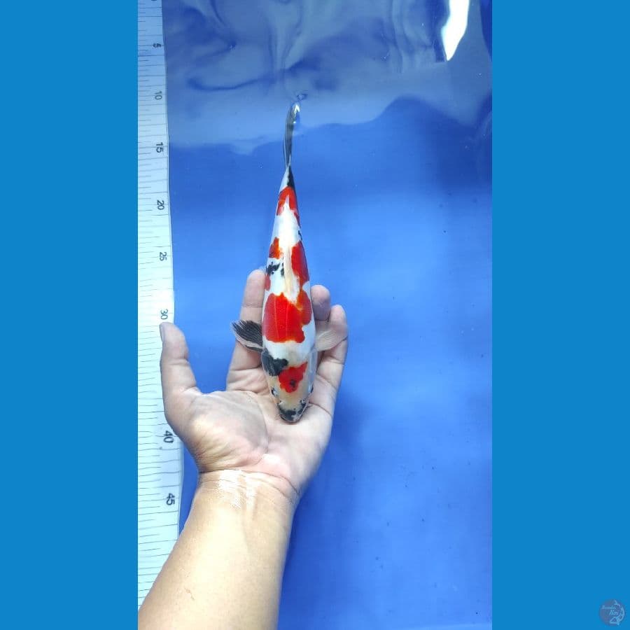 #SHOWA DOITSU BAHAN BANGUNAN #SIZE 24 CM