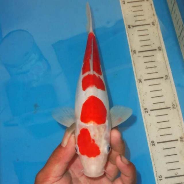 KOHAKU ALUS