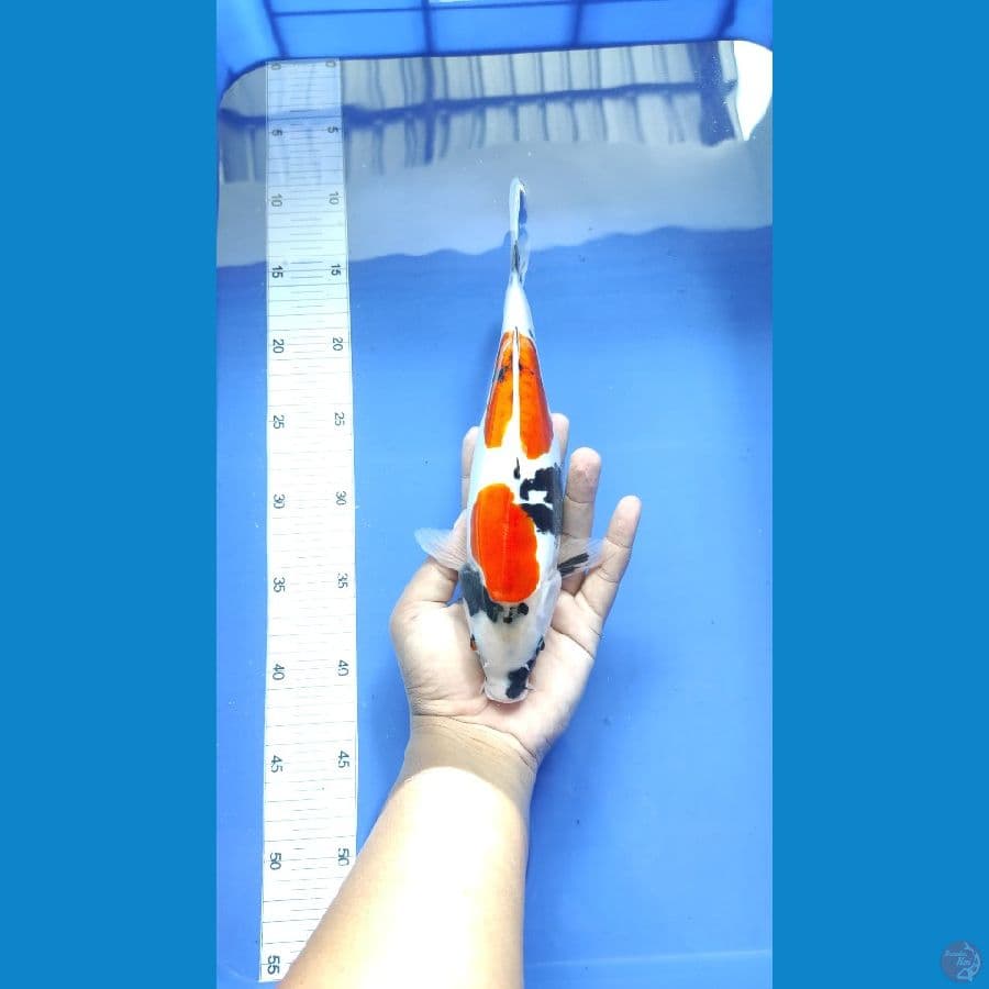 #SHOWA DOITSU HALUS #SIZE 28 CM