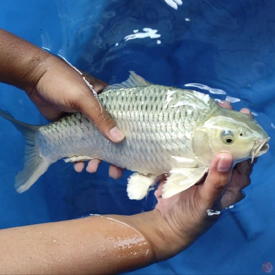 #SORAGOI BERPUNUK #SIZE 36 CM BODY BADAK