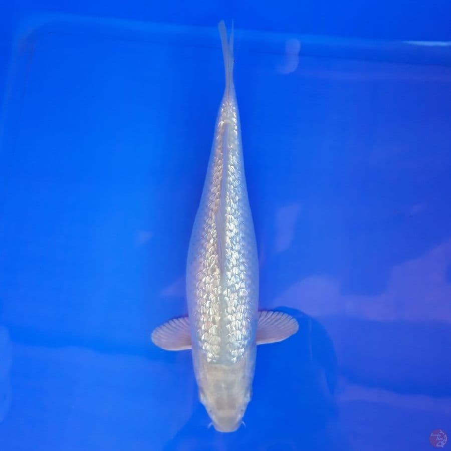 Soragoi Ginrin Bulky 28cm