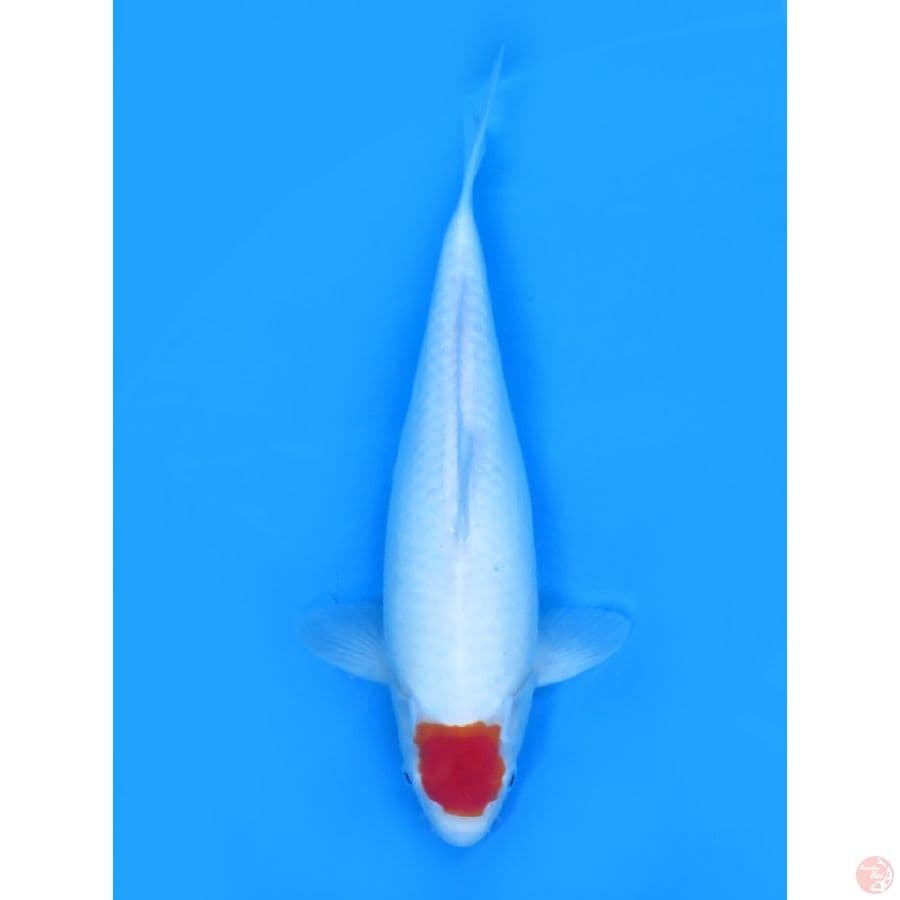 37cm , Putih Tancho Kohaku Ori