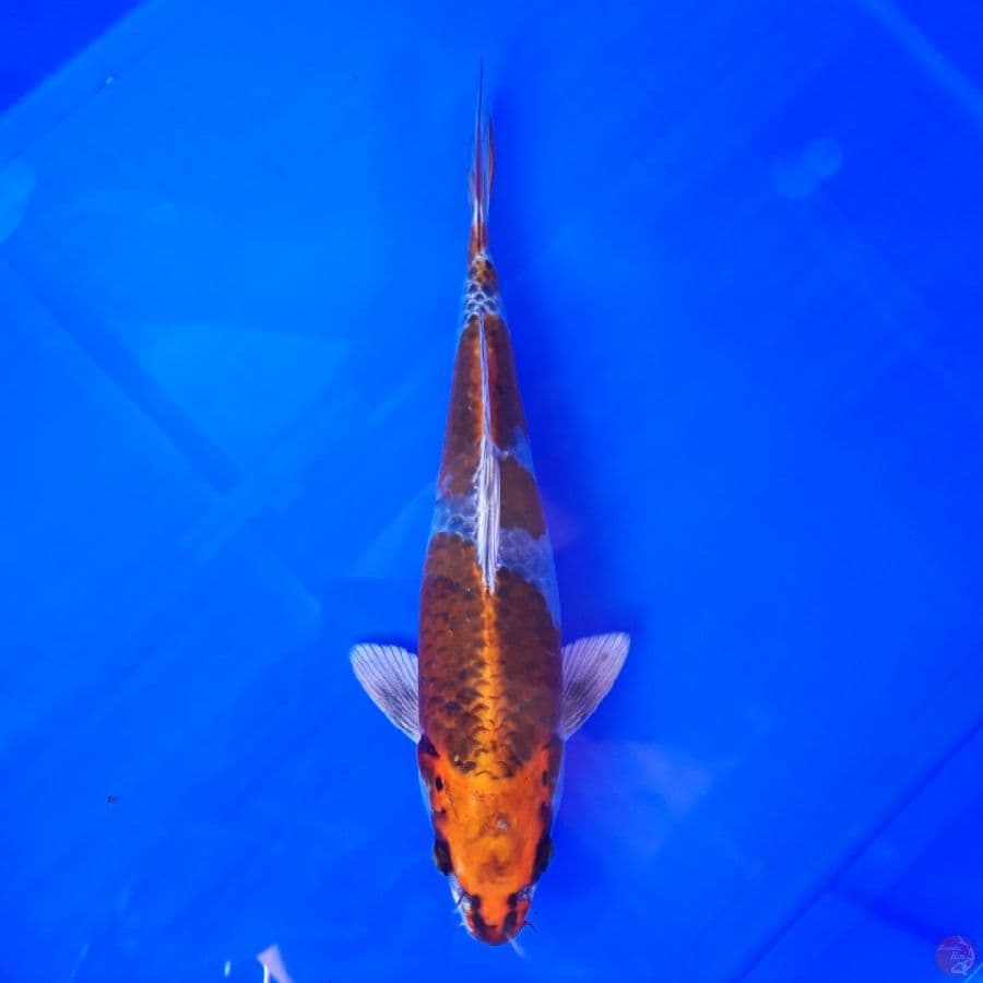 Kujaku Male 28cm