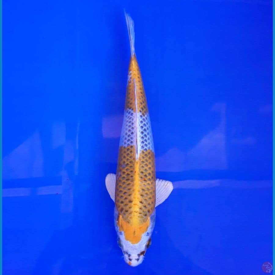 Yellow Kujaku Male 27cm