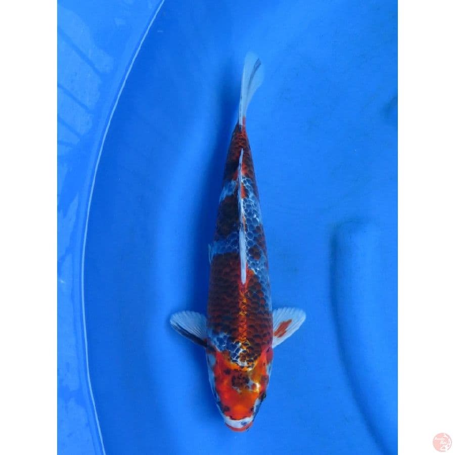 34cm , Showa Goshiki