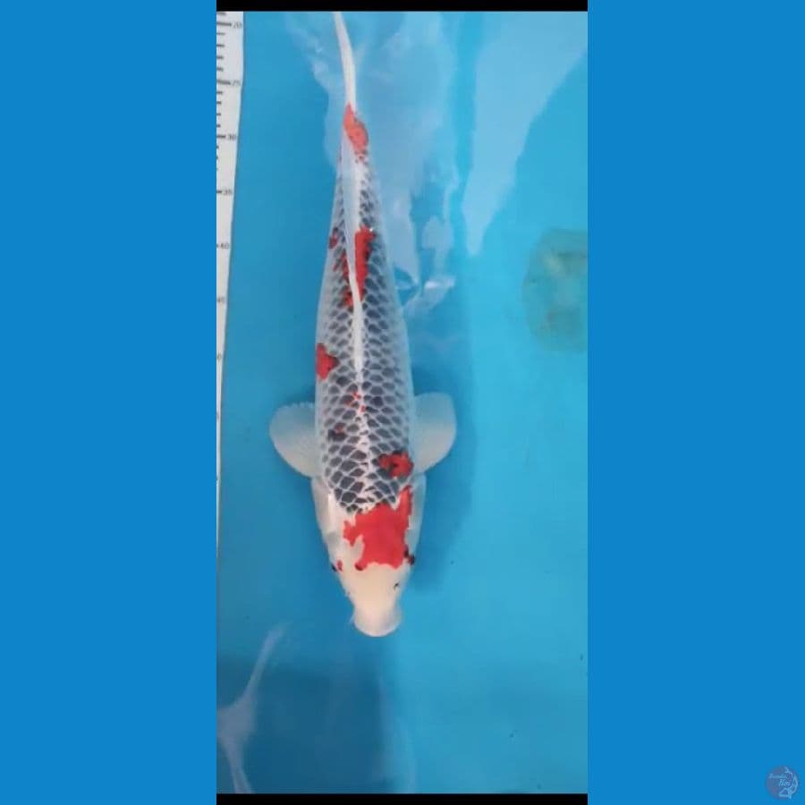 goshiki 49cm