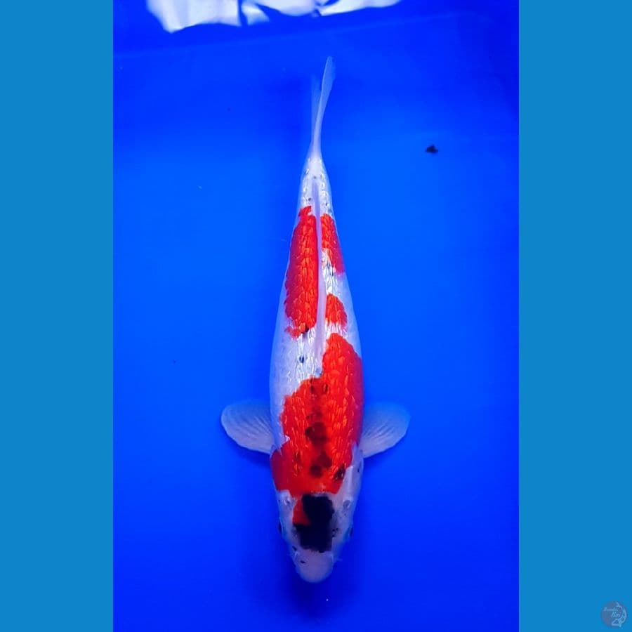 ANTIQ MARUTEN GOSIKI 33 CM F