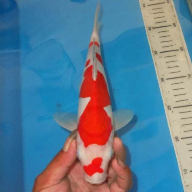 KOHAKU BER GINCU