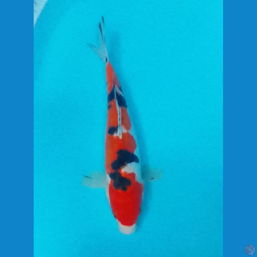IZUMIYA - SANKE DOITSU SQ 31cm™