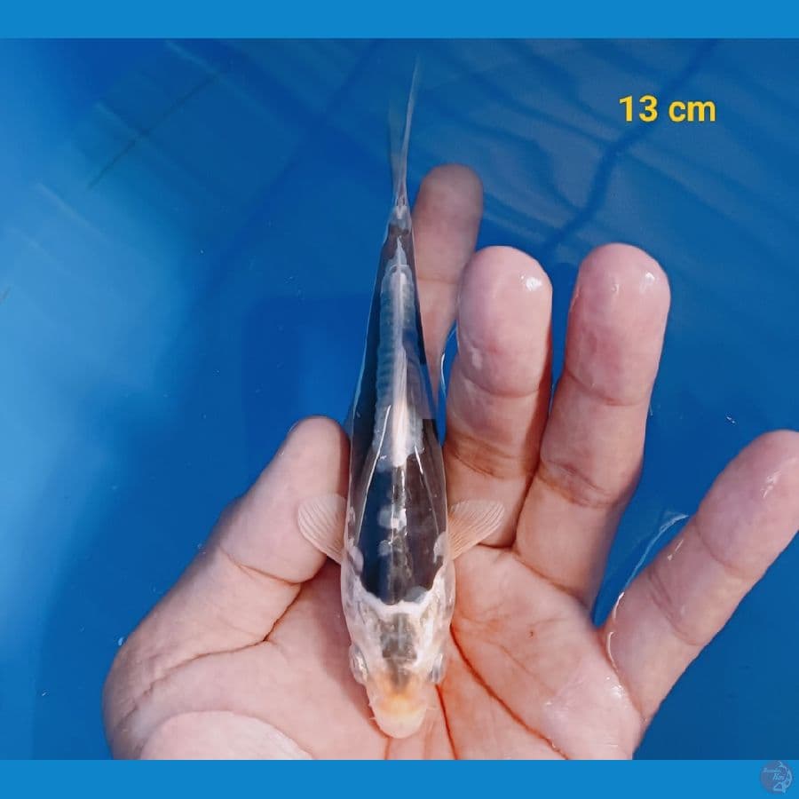 kumon hikari 13 cm
