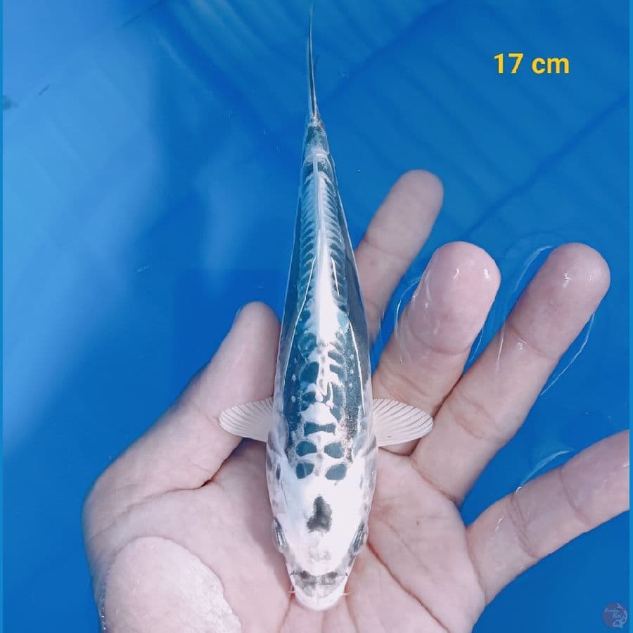 kumon hikari 17 cm