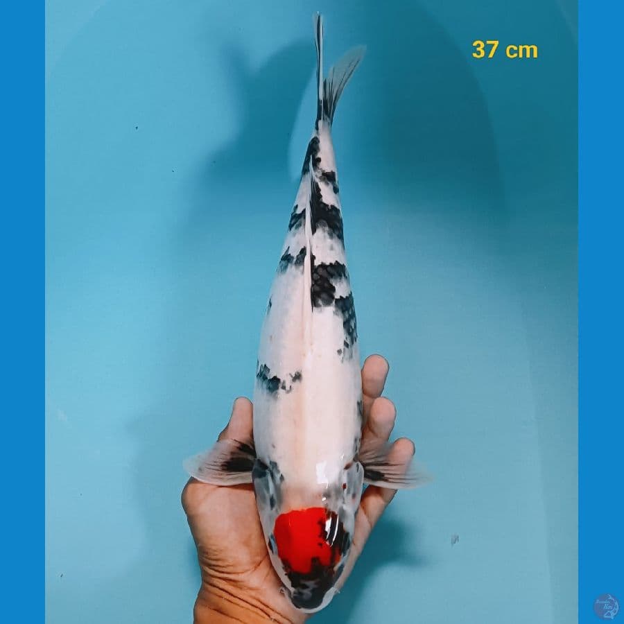 tancho showa original 37 cm