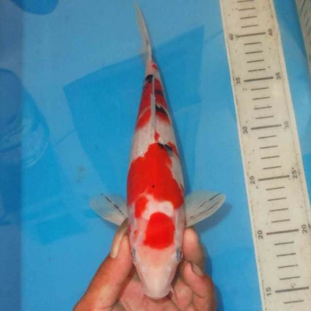 HANGESTU SANKE