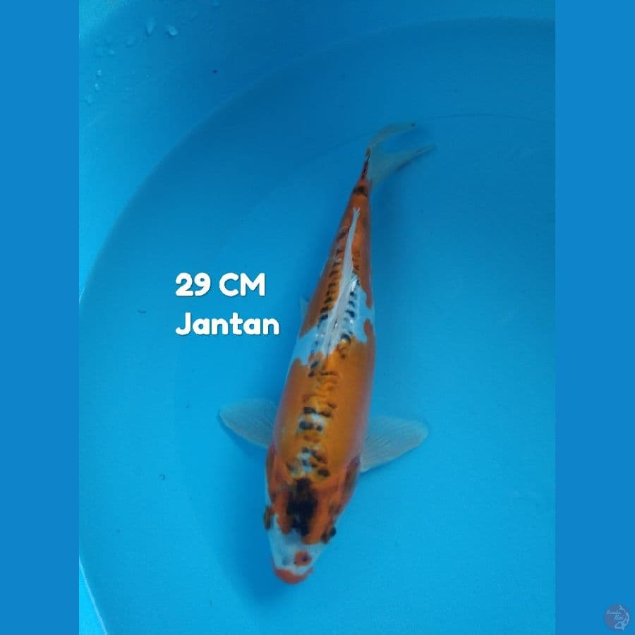 29 cm jantan hq
