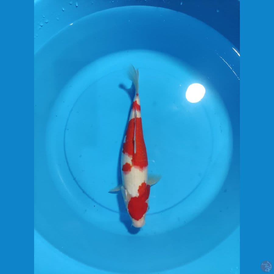 KOHAKU 37 CM