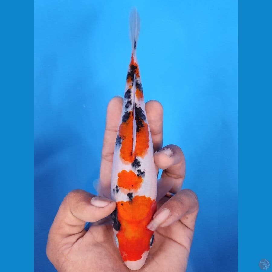 SANKE HQ BAHAN KEEP~20CM/FEEMALE~