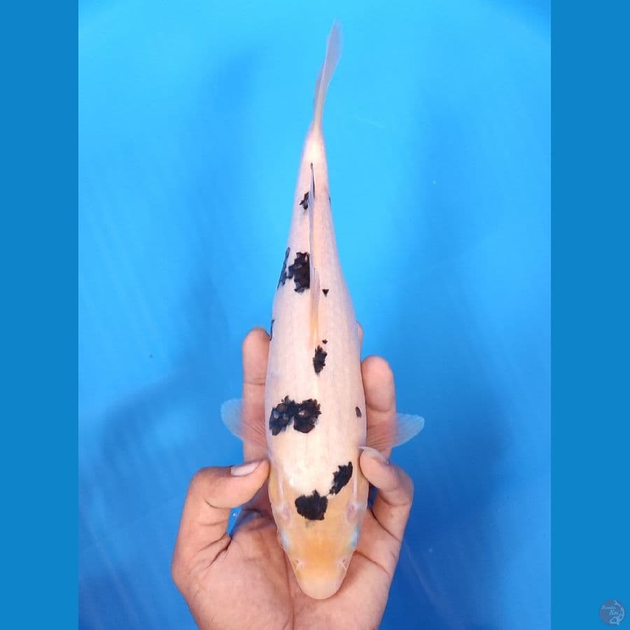 BEKKO HQ BAHAN KEEP~28CM/FEEMALE~