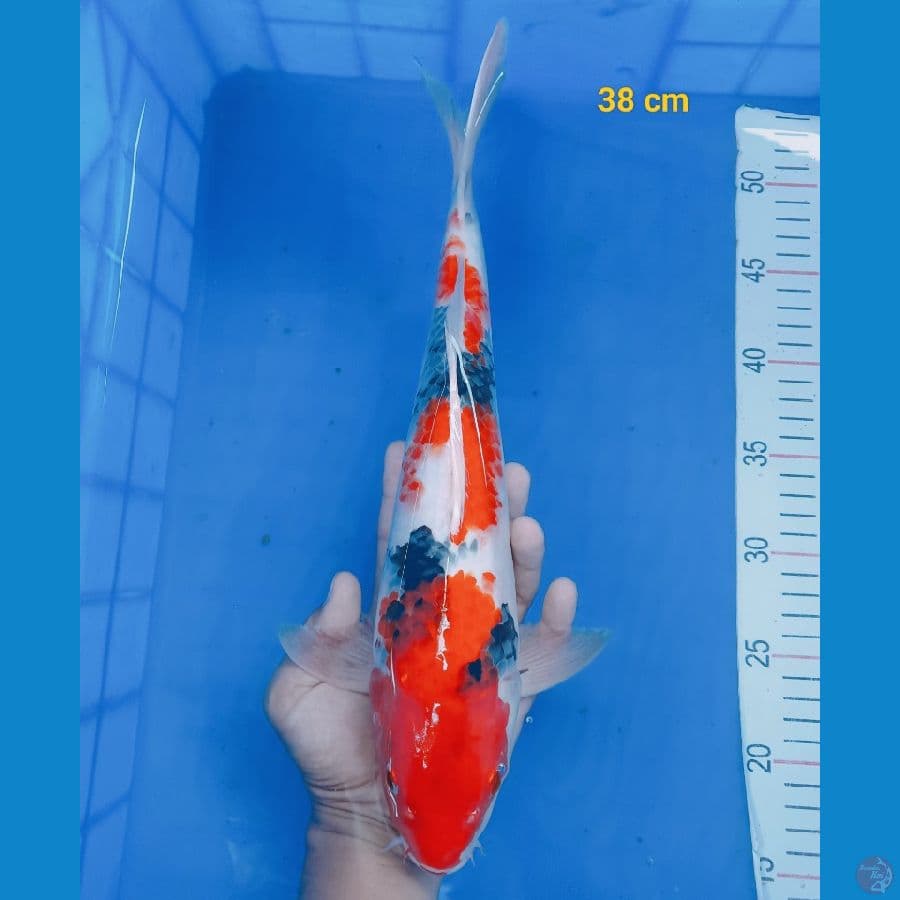 sq showa 38 cm