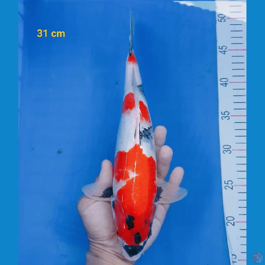 SQ showa 31 cm
