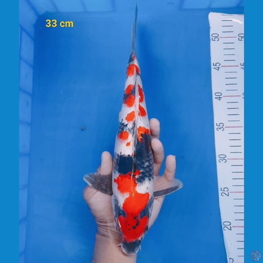 showa kindai 33 cm