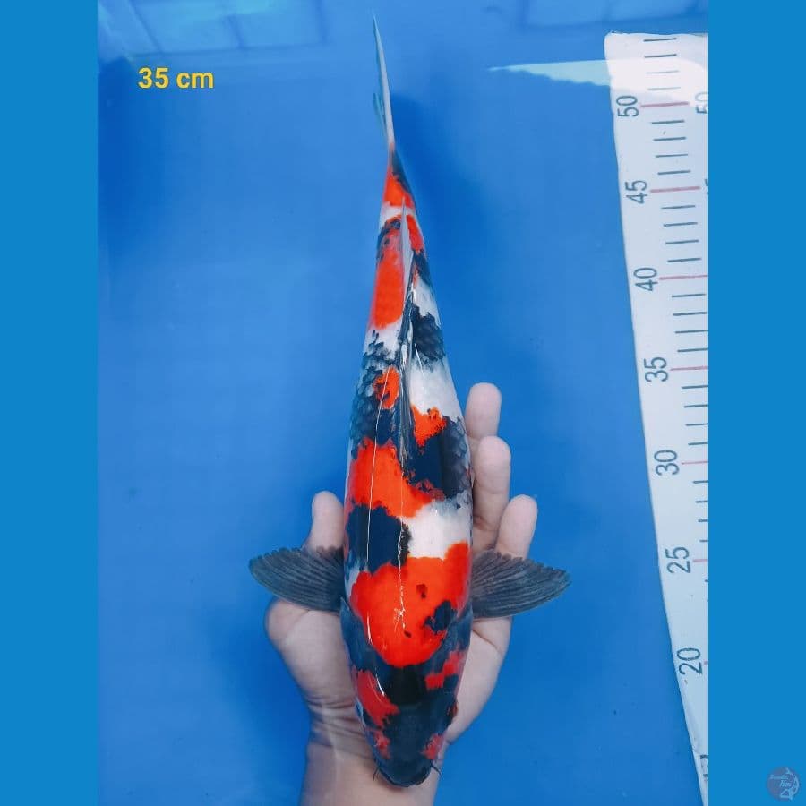 showa sansoku 35 cm