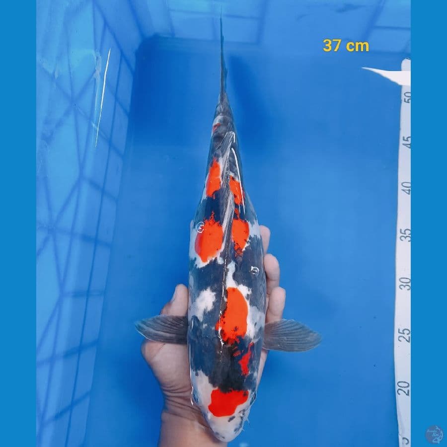 showa doit murni 38 cm