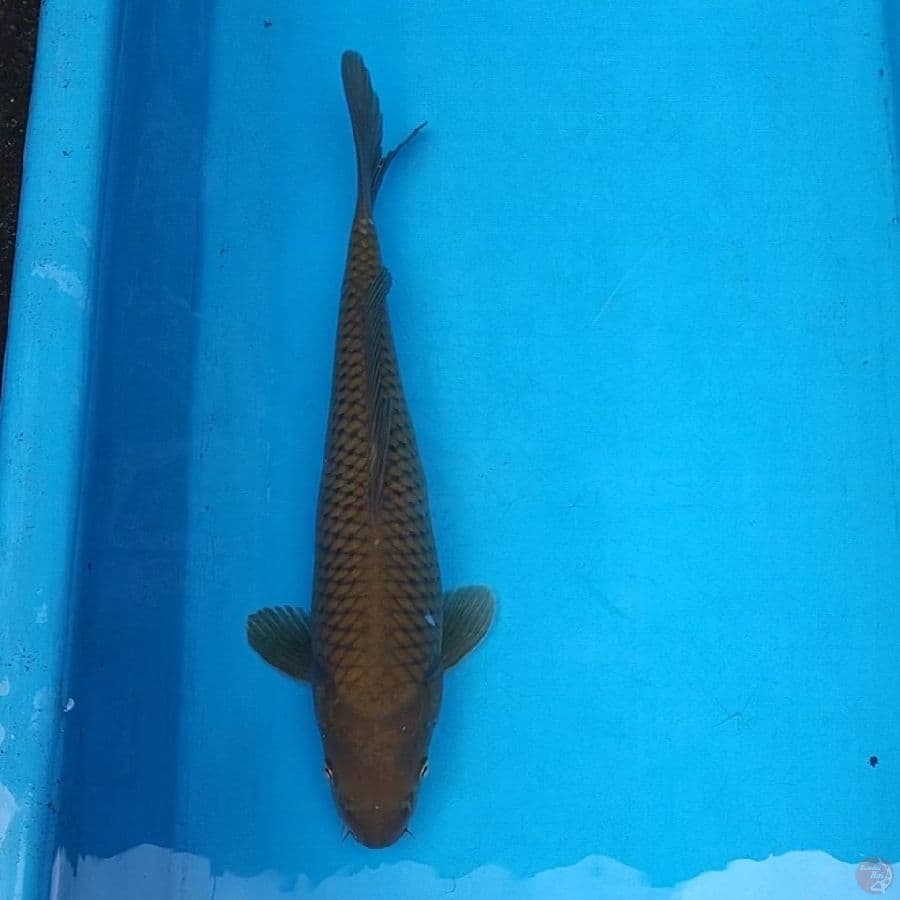 Midori 32cm